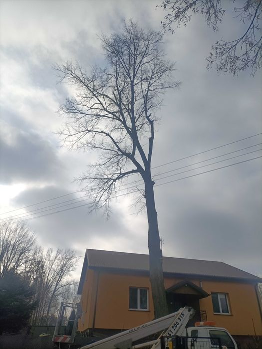 Wycinka drzew, prace alpinistyczne, zrębkowanie gałęzi