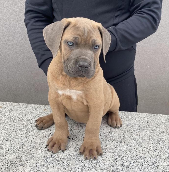 Cane corso Italiano Fomentino