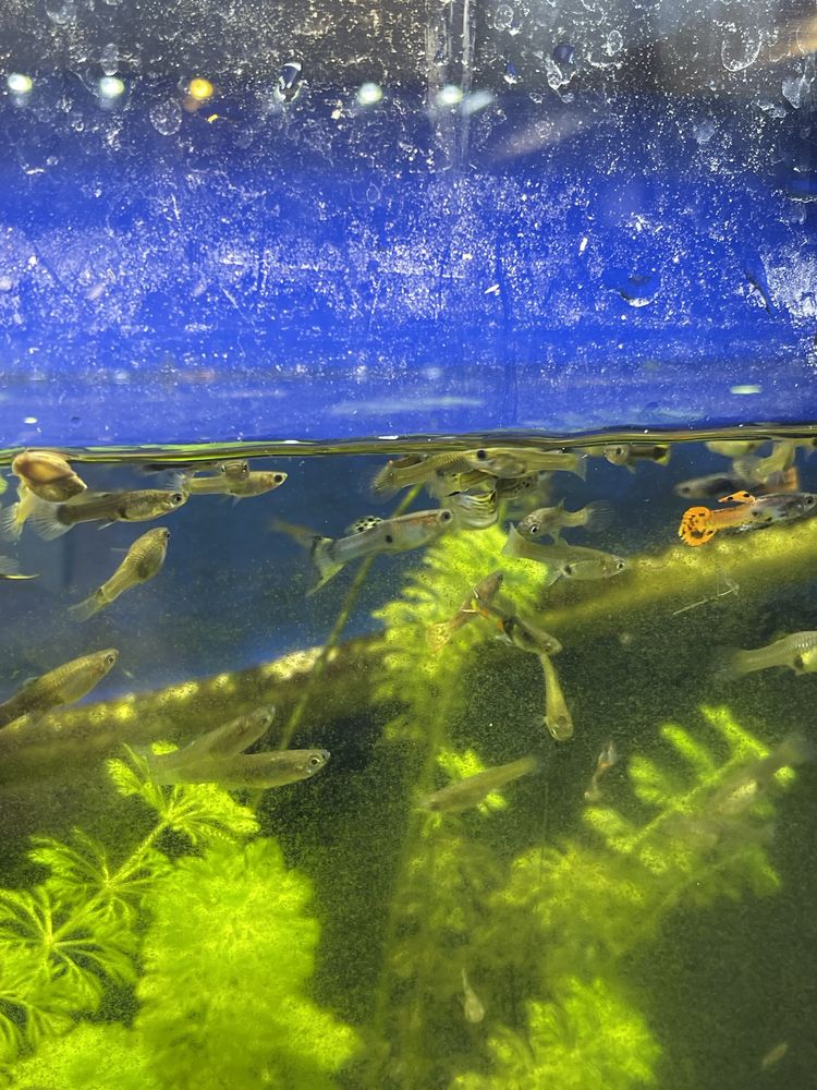 Guppys sortidos para venda