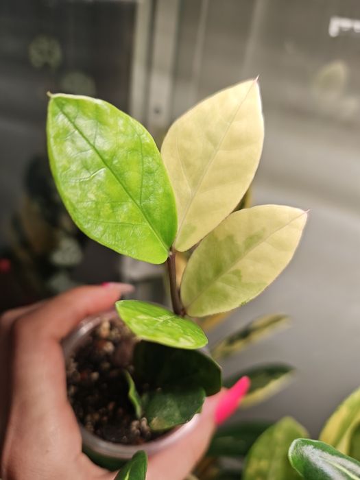 Zamioculcas variegata