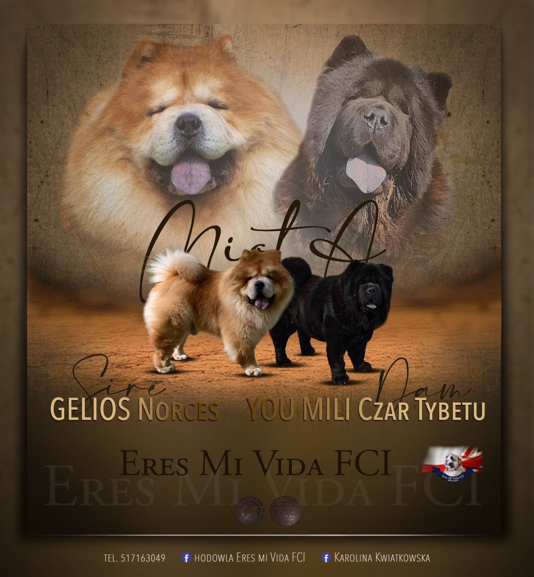 Chow Chow  ZKwP / FCI piesek smoothie