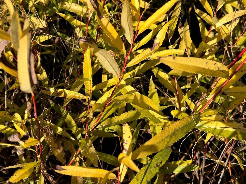 Wierzba płomykowa 'Yellow Flame' (Salix) Doniczka 2.0L