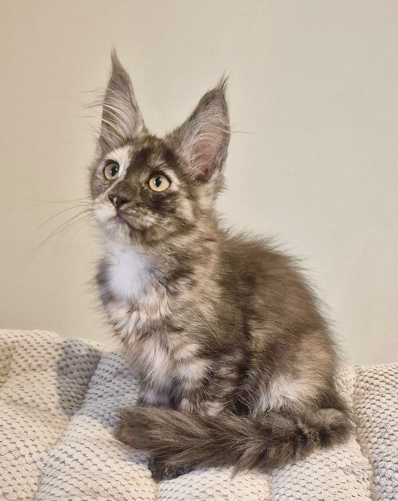 Koteczka Becia rasy Maine Coon!!!