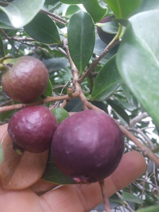 Plantas de Araça roxo