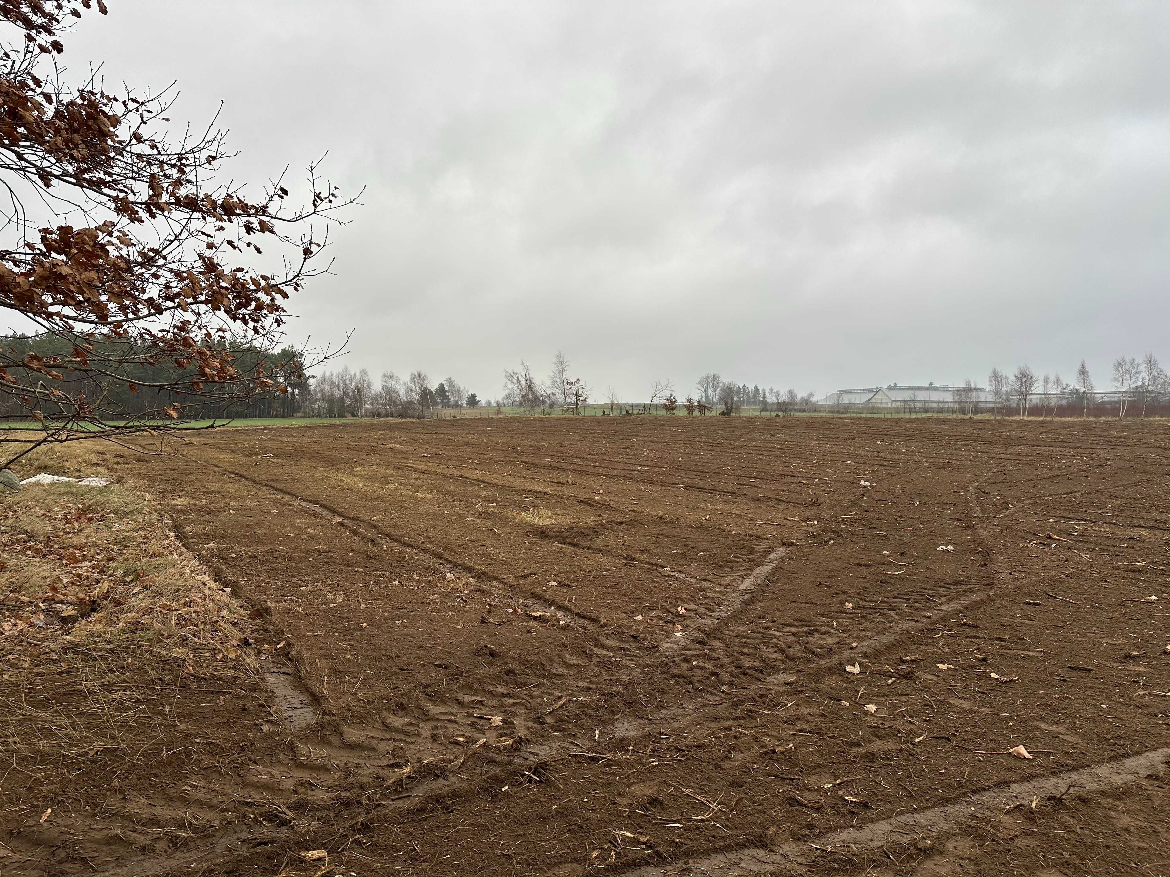 Porządkowanie Działek, Wycinka Drzew, Karczowanie, Mulczowanie terenu