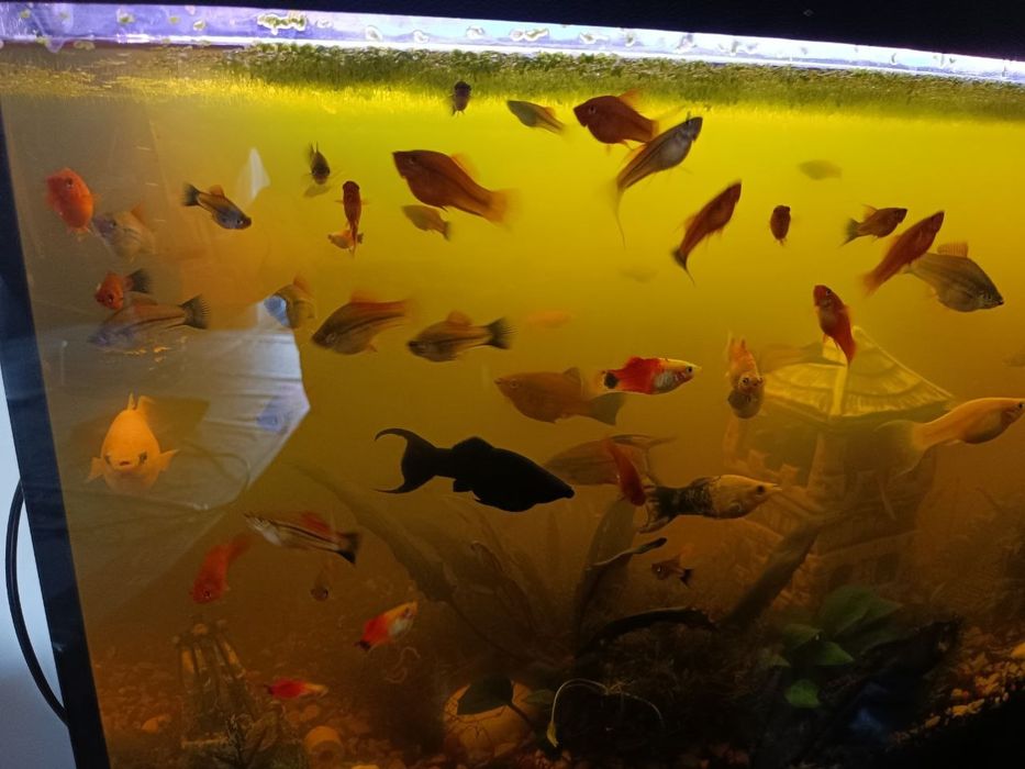 Sprzedam rybki miecziki