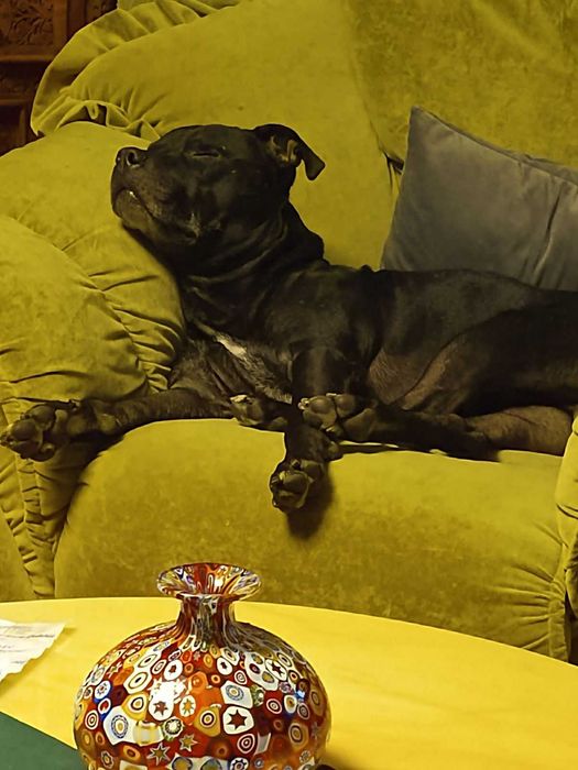 Ищем невесту для питбуля!