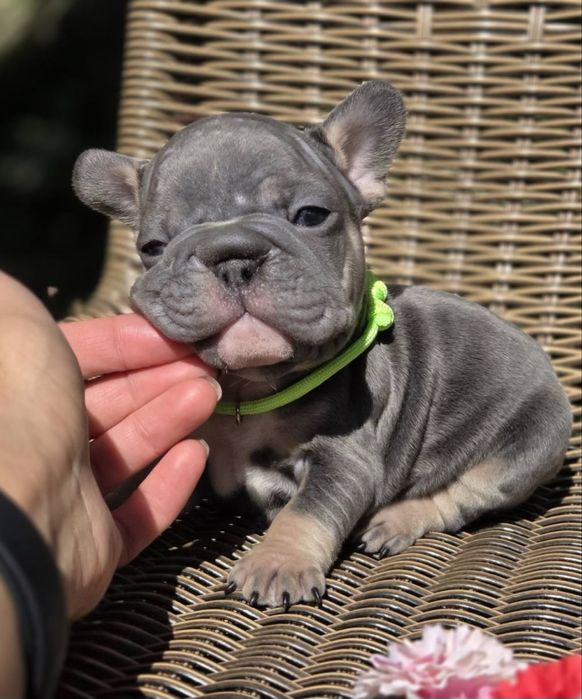 Мини биг роп и стандарт цветные бултдожки