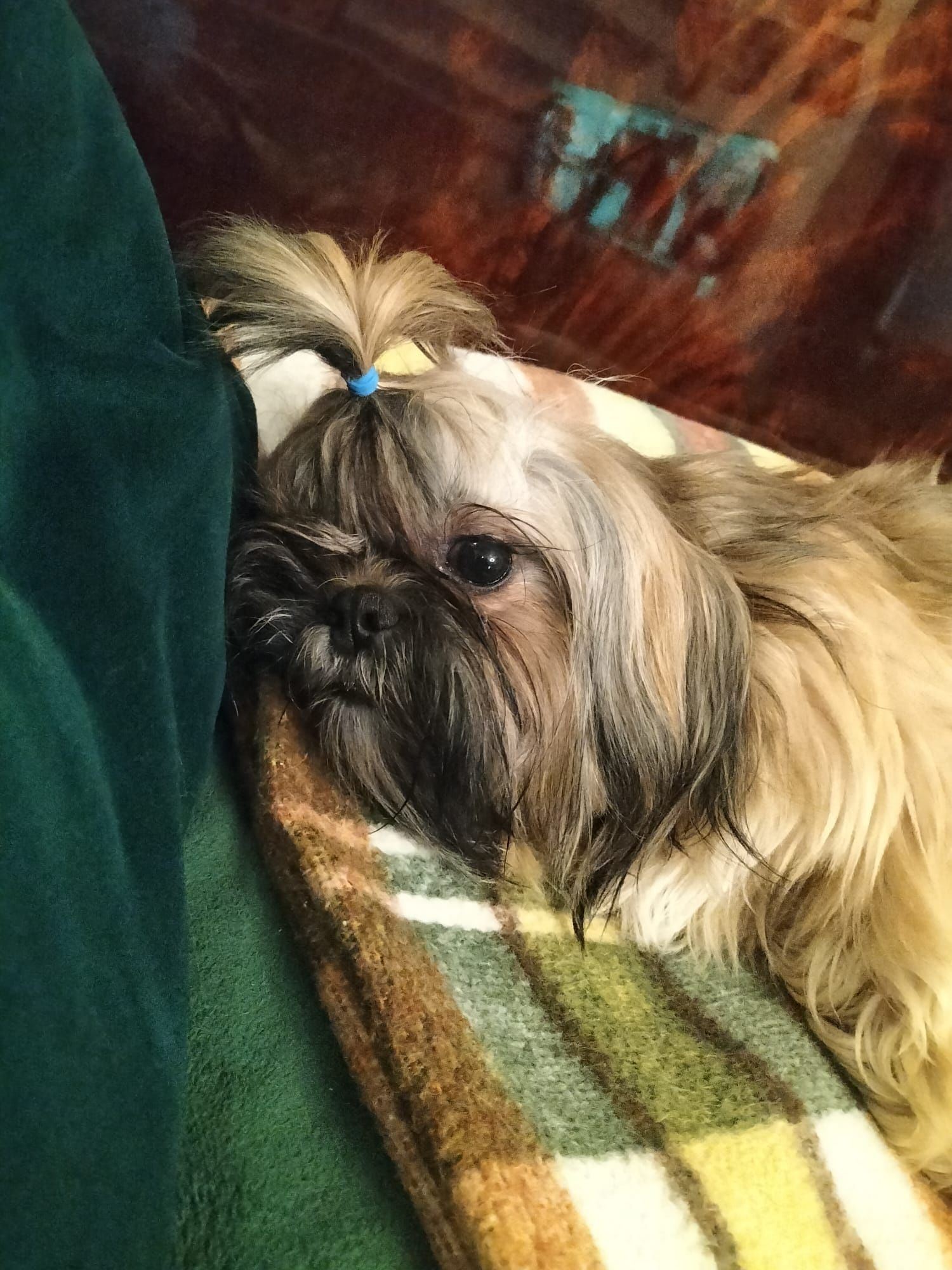 PIesek shih-tzu z  3 szczepieniu. Zdrowy chłopiec