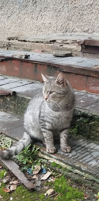 Безкоштовно котик