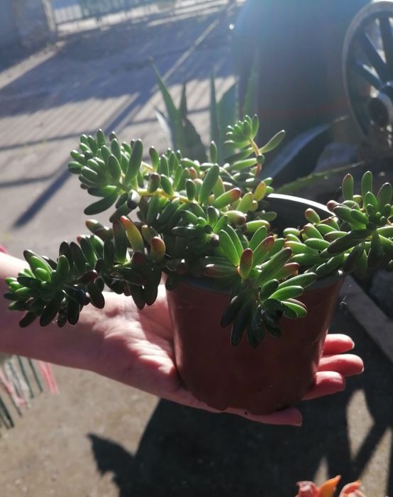 Suculenta - dedinho de moça (traduzido do inglês)