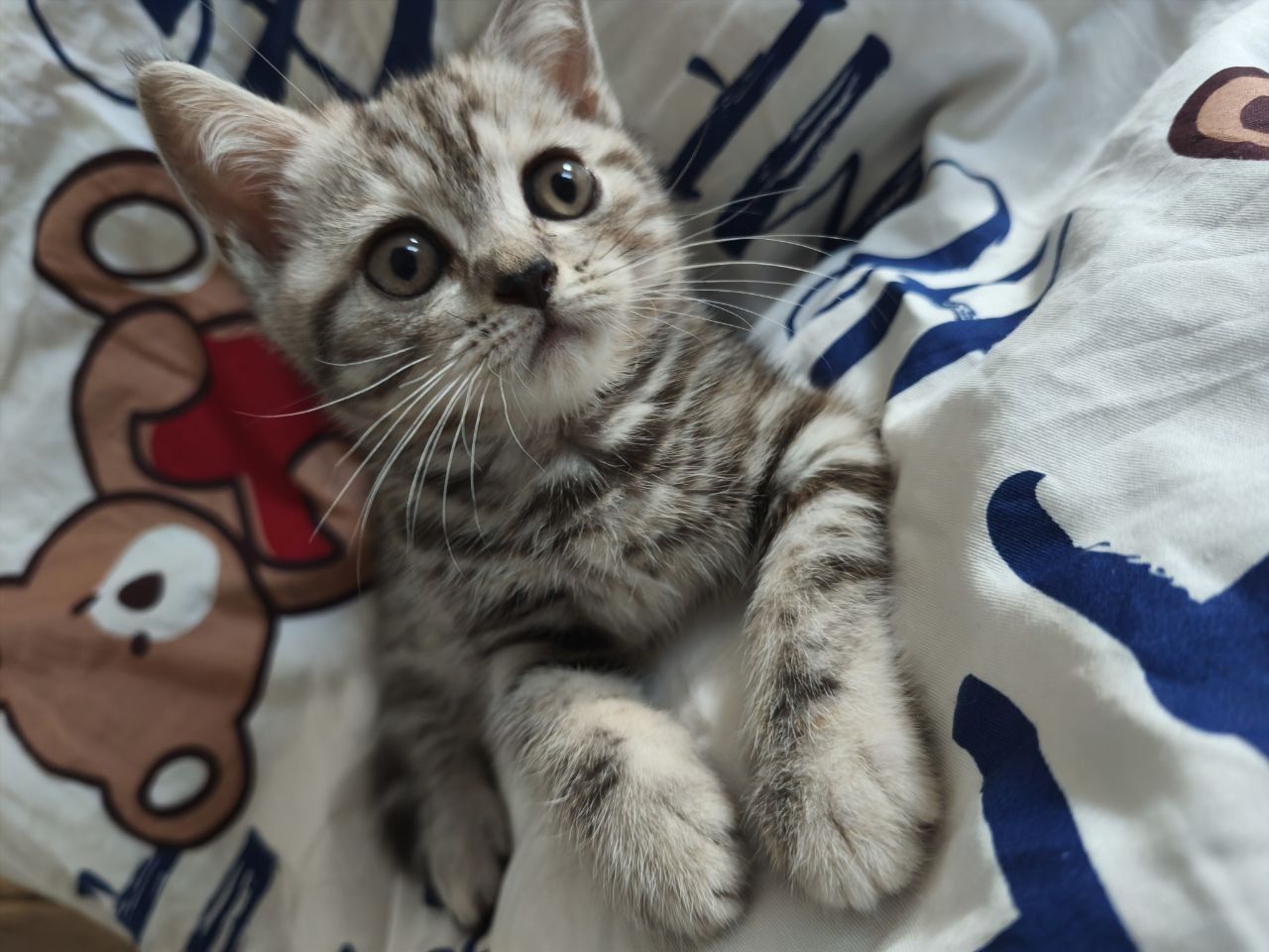 Красивий шотландский прямоухий котенок девочка