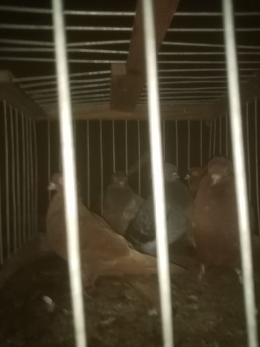 Sprzedam gołębie różne rasy