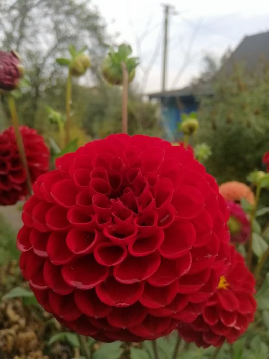 Жоржини( коріння) для посадки