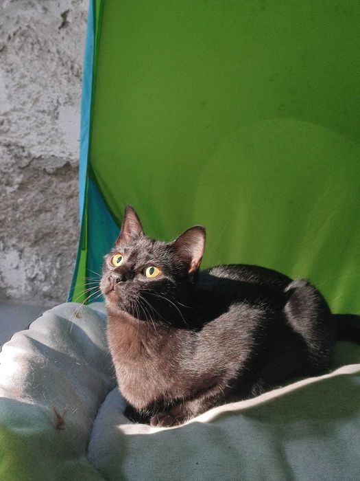 Amorosa Gatinha para adopção