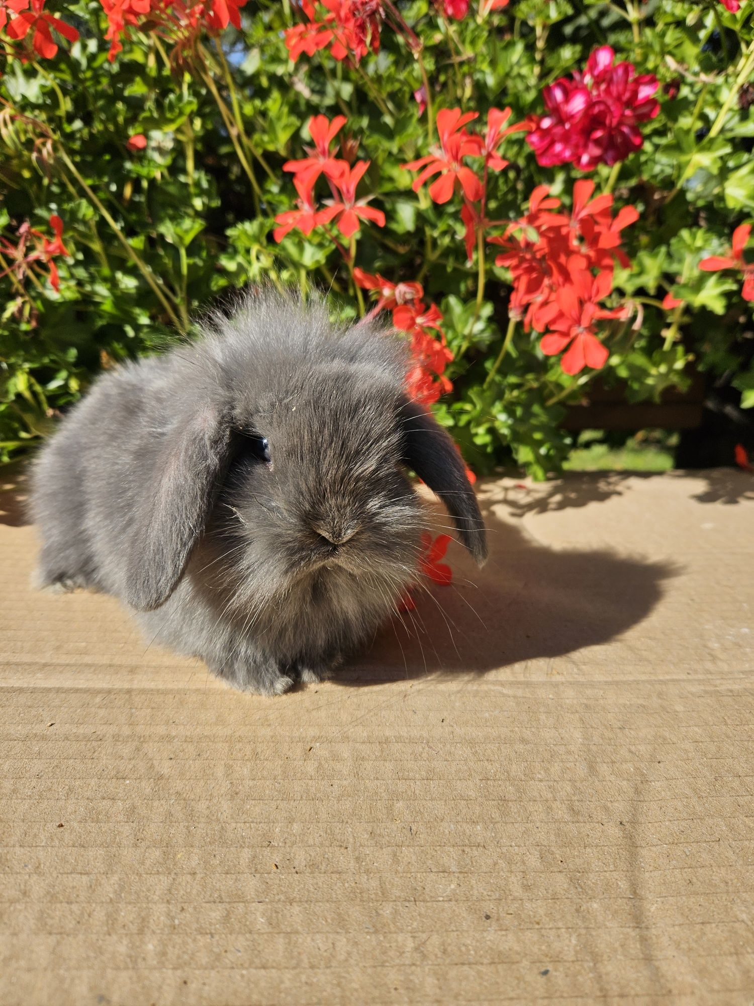 Mini Lop Króliki miniaturowe Baranek Niebieski. Mini Lop Blue.