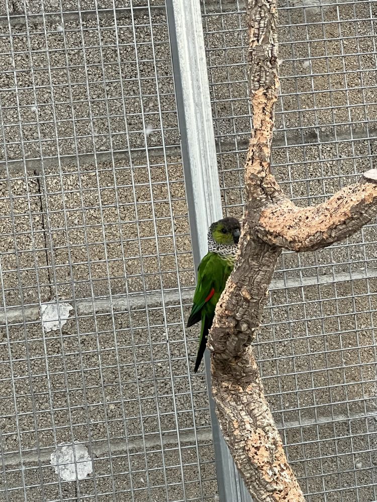 Phyrrura rupicola femea 2021