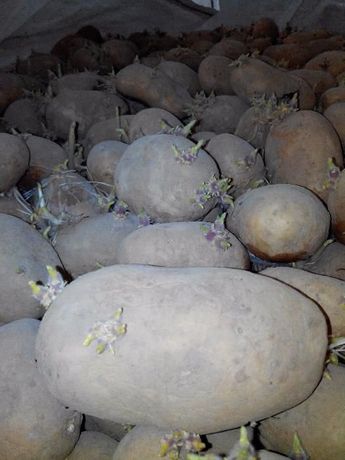 Batatas de 2º ano para semear