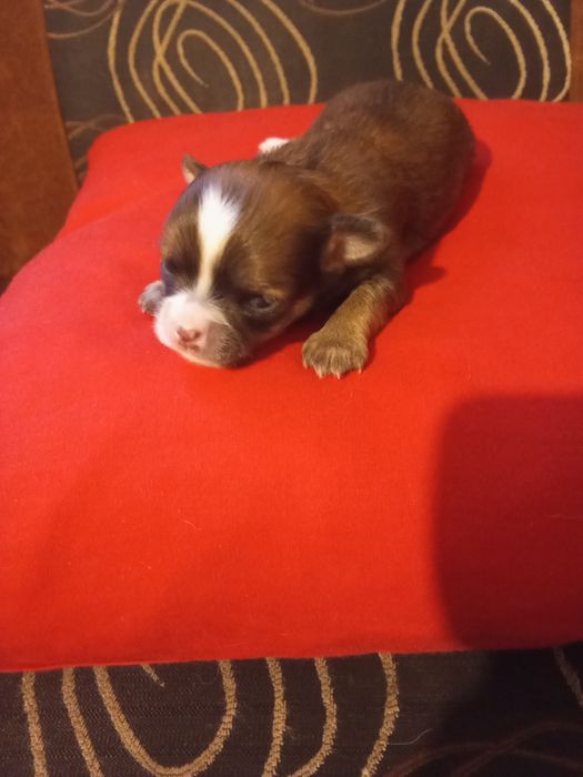 Rezerwacja suni Chihuahua długowłosa