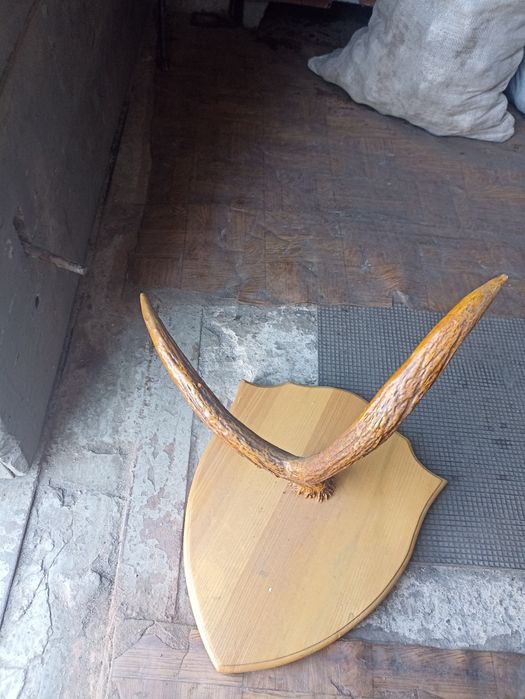 Продам рога оленя