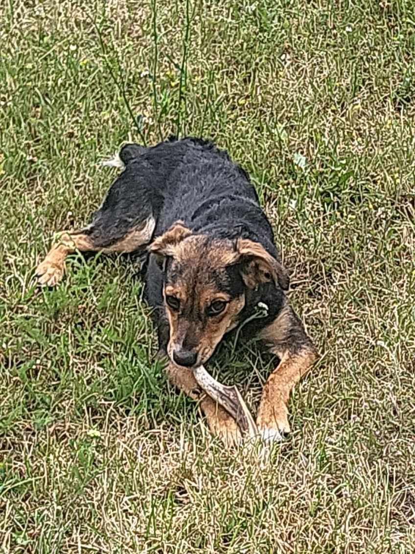 9 miesięcy, 10 kg, Lusia, adopcja za darmo oddam