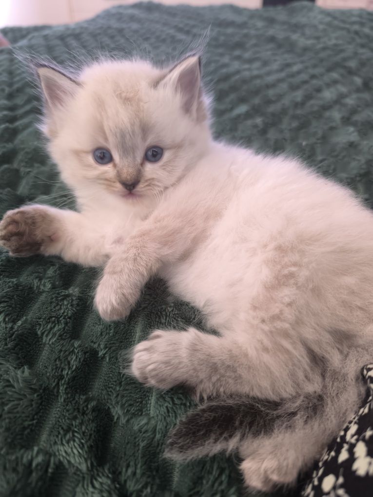 Ragdoll Kotka Seal Colorpoint Rodowód FPL,wielu utytułowanych pr