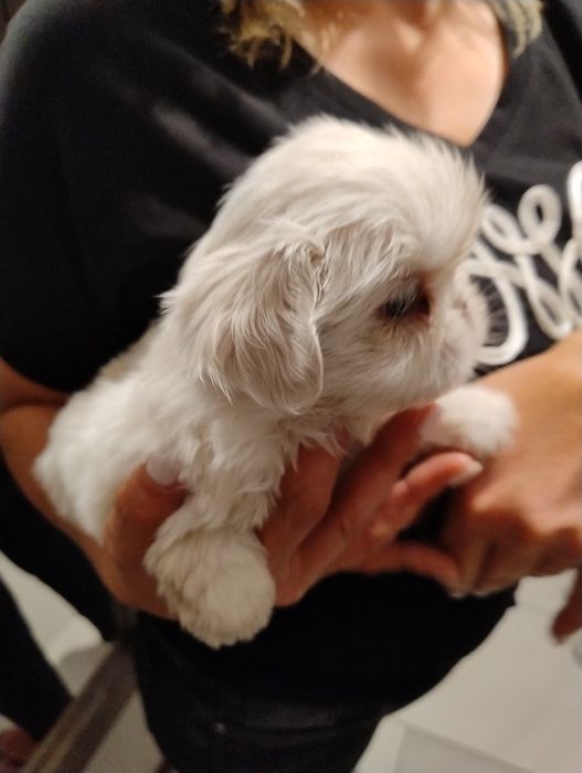 Pekińczyk piesek  biało ekri rodowód