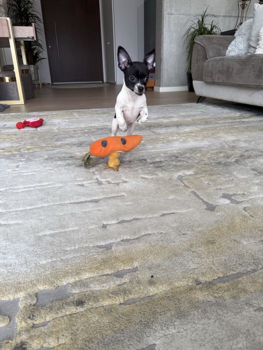 Excelente mini Chihuahua/Chiuaua de Qualidade