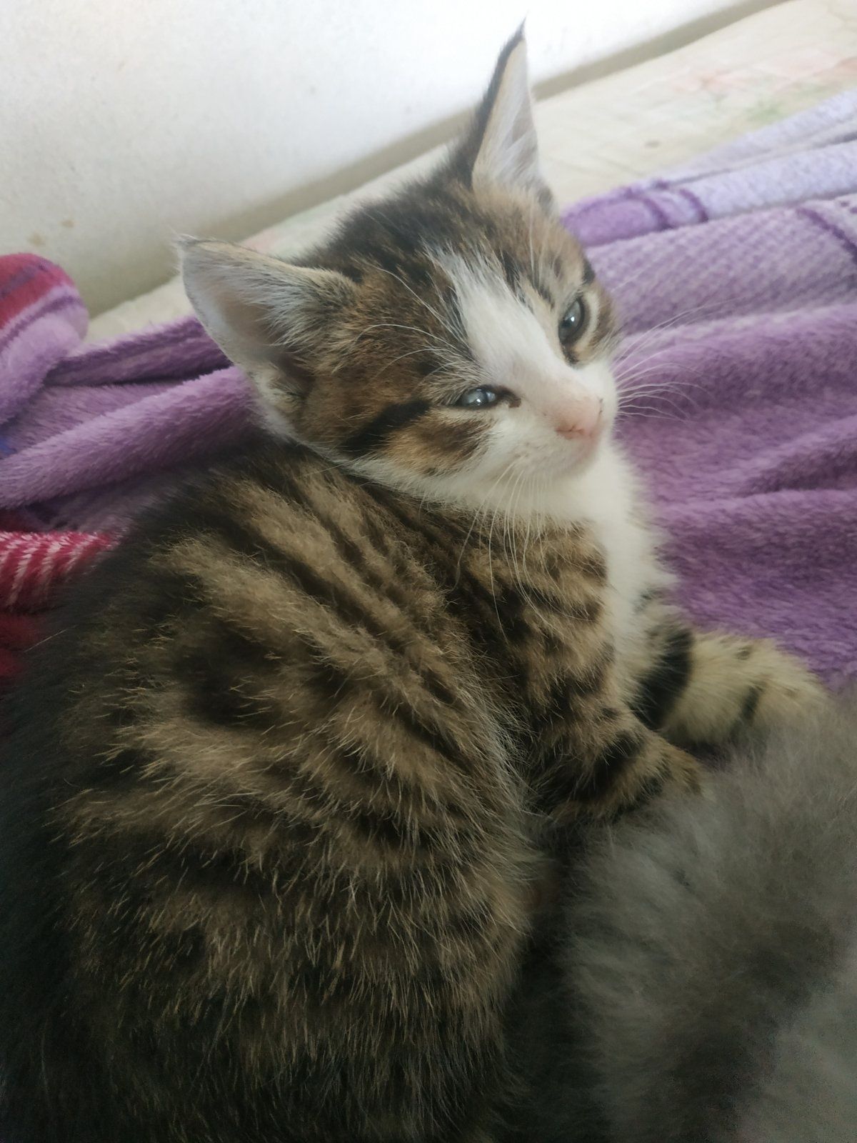 Котик 2 місяці привчений на лоток