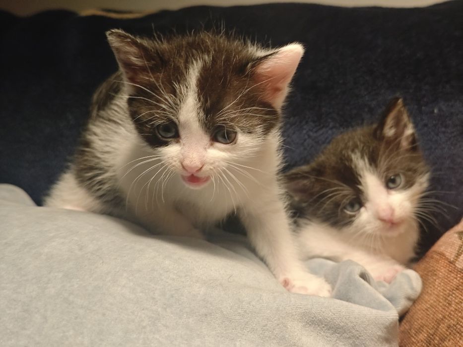 Kotki szukają nowego domu