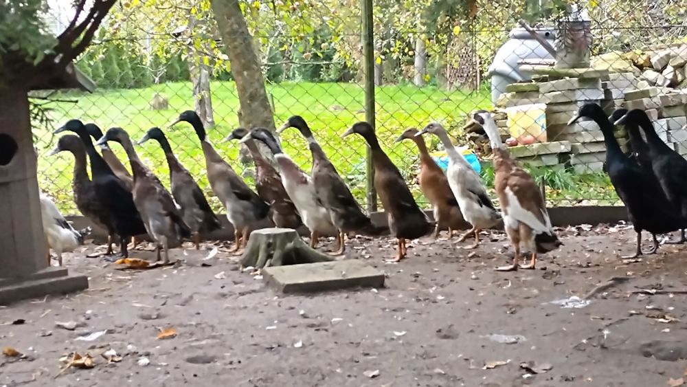 Kaczki biegusy biegus indyjski