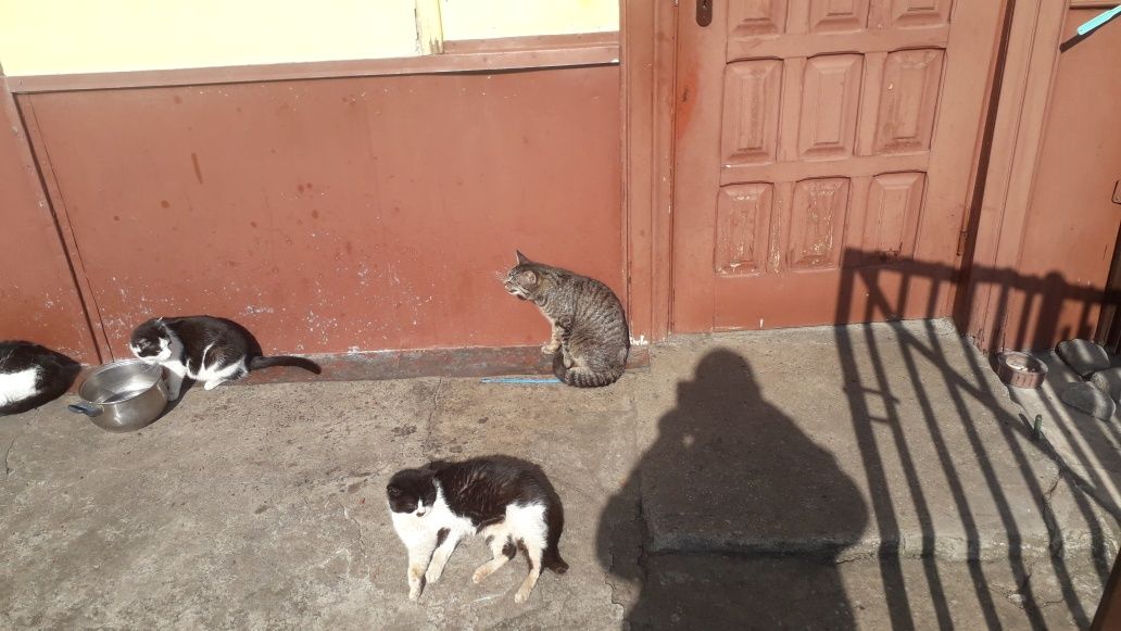 Oddam kotki w dobre rece