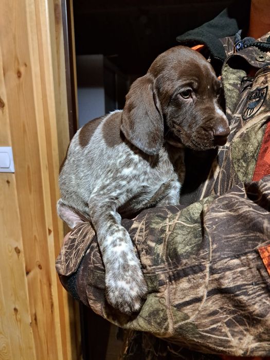 Wyżeł niemiecki krótkowłosy