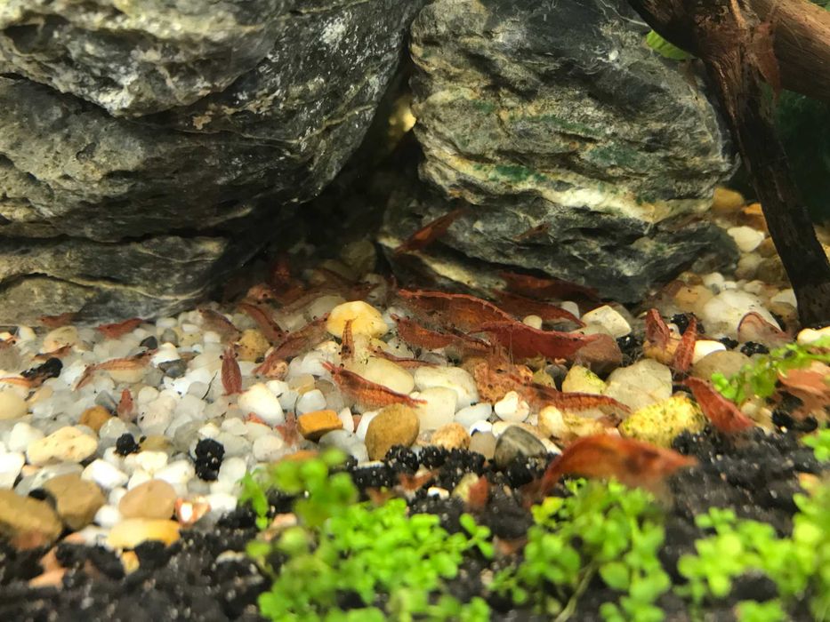 Krewetka Red Cherry - Neocaridina Heteropoda