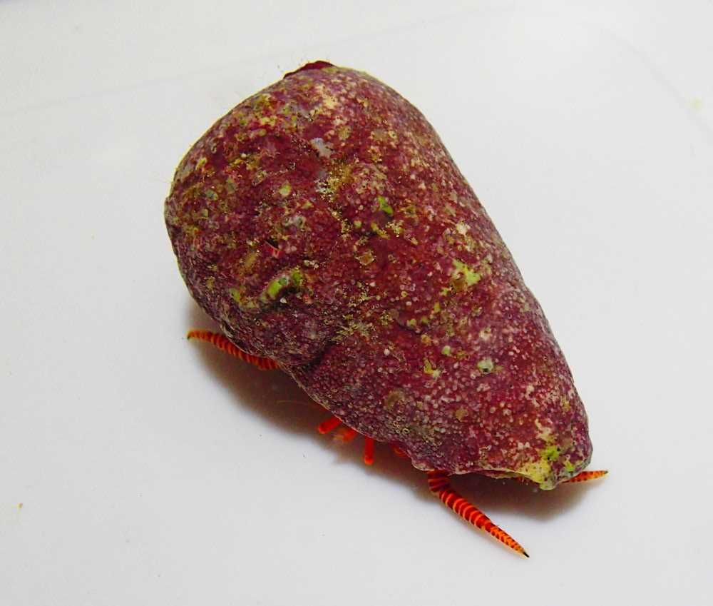 Ciliopagurus strigatus - krab pustelnik - akwarium morskie