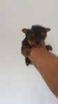Yorkshire terrier de porte pequeno mini.