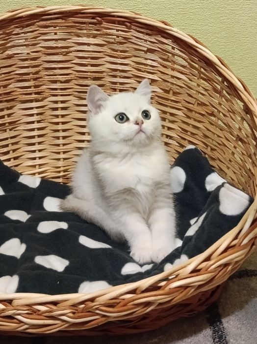 Потішний хлопчик вільний