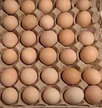 Jajka Jajka Wiejskie
Sprzedam wiejskie jajka 
Kury chowane na wolnym w