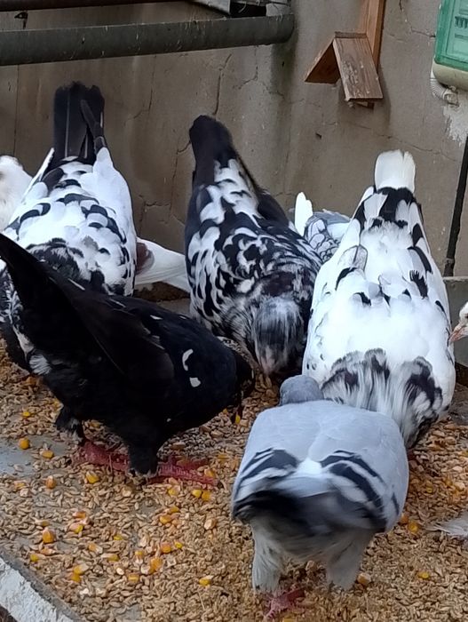 Kingi -gołębie ozdobne