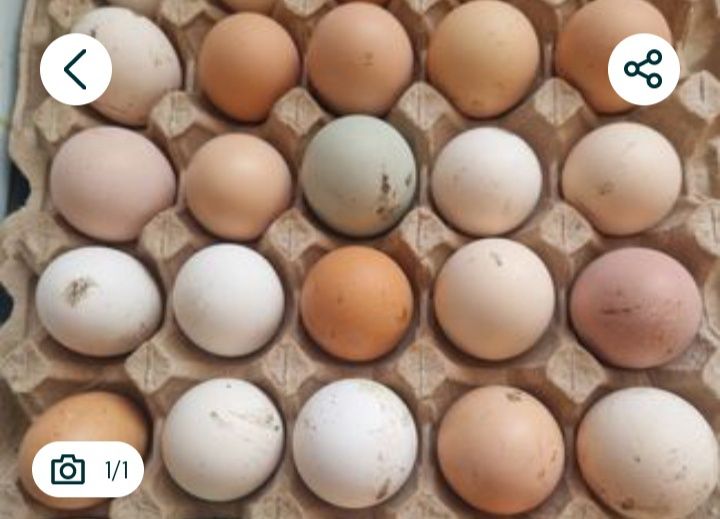 Продам інкубаційні яйця