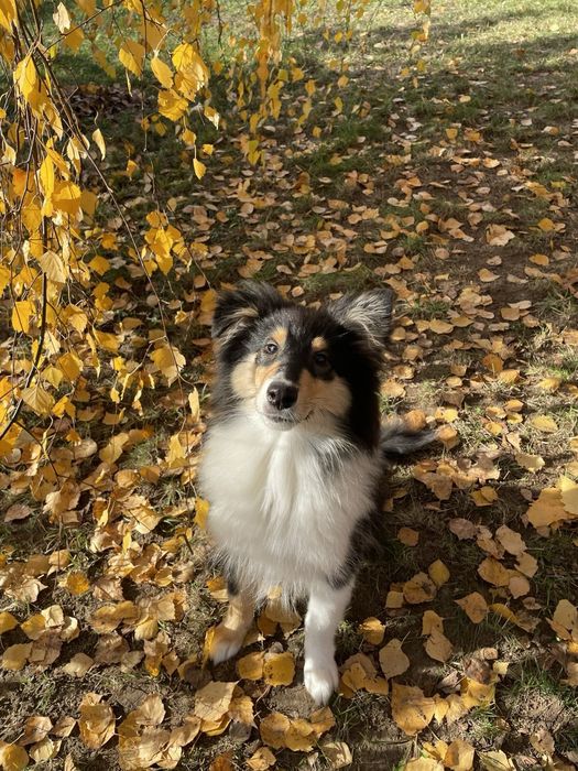 Gotowy do odbioru-Szczeniak Owczarek Szkocki Długowłosy Collie FCI