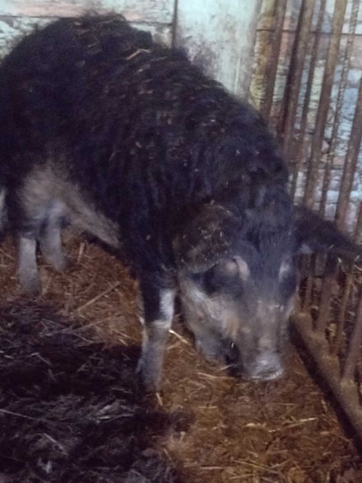 Угорська мангалиця