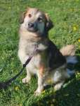 Husky mix Klepsydra szuka domu -schronisko Zgierz-aktualne