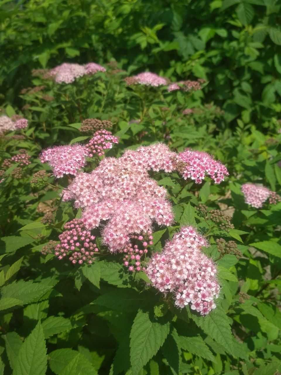 Форзиція, Спірея японська рожева, кущі.