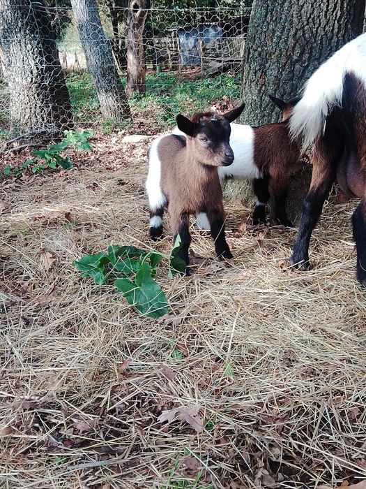 Cabras anãs disponíveis com