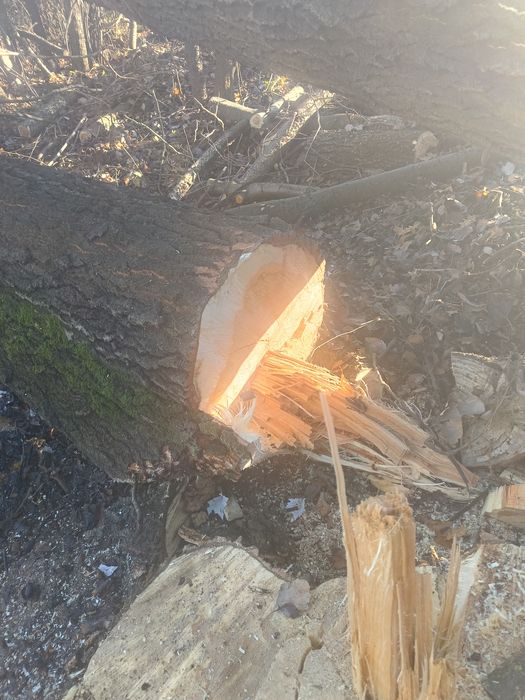 Wycinka drzew, czyszczenie działek