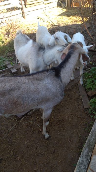 Козел для покриття кізочок. 400 грн. Тарасівка Київська обл