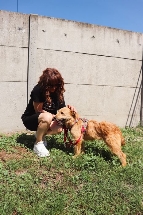 Lola szorstkowłosyla 4 letnia