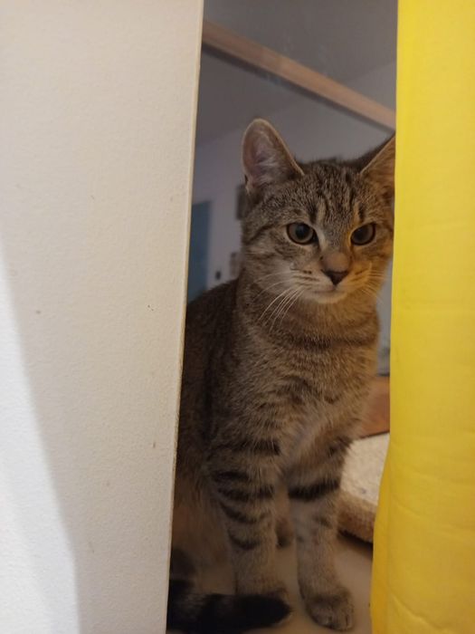 5 miesięczny kocurek szuka domu niewychodzącego