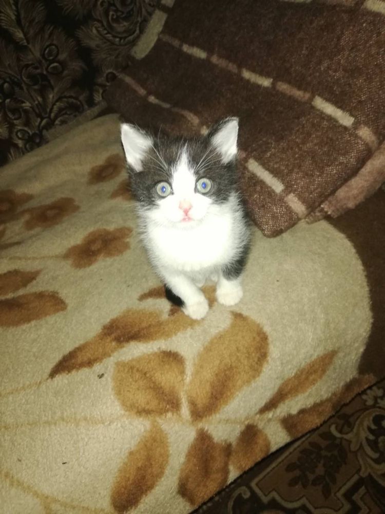 Віддамо кошенят в добрі руки